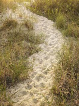 Sandy footpath leading to beach through grass.