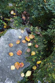 Royalty Free Photo of Colorful Leaves on a Rock Surrounded by Foliage