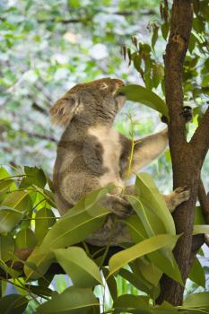 Koala in tree eating eucalyptus leaves in Australia.