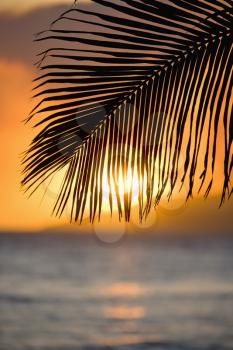 Royalty Free Photo of a Palm Frond at Sunset Over the Ocean and Maui, Hawaii