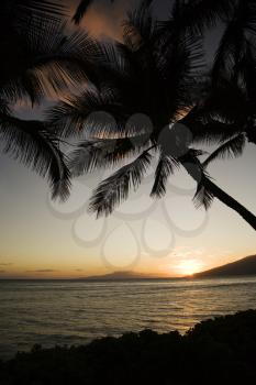 Royalty Free Photo of the Sunset Over Silhouetted Palm Trees