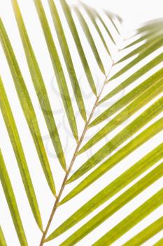 Palm frond with white background.