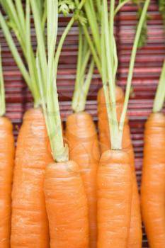 Royalty Free Photo of Orange Carrots With Green Tops Against a Bamboo Mat