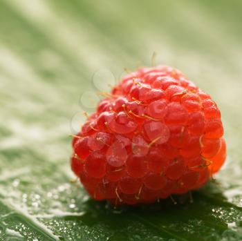 Royalty Free Photo of a Raspberry on a Banana Leaf