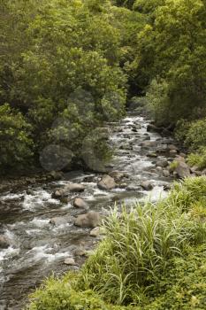 Royalty Free Photo of a Rocky Flowing Creek With Green Trees in Maui, Hawaii