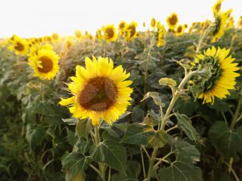 Royalty Free Photo of Sunflowers in a Field