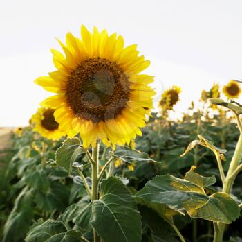 Royalty Free Photo of Sunflowers Growing in a Field