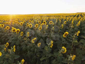 Royalty Free Photo of a Field of Sunflowers Planted in Rows