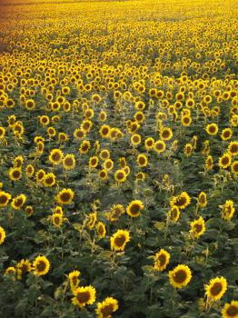 Royalty Free Photo of a Field of Sunflowers