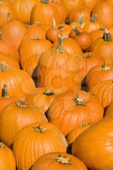 Group of pumpkins at produce market.