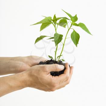 Royalty Free Photo of a Man's Hands Holding Out a Growing Cayenne Plant