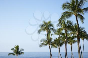 Palm trees with the ocean horizon in the distance. The sky is clear and blue. Horizontal shot.
