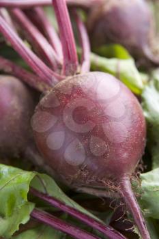 Royalty Free Photo of Beets