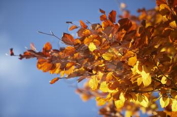 Royalty Free Photo of Orange Leaves on a Tree