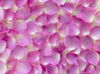 Royalty Free Photo of a Background of Pink Petals