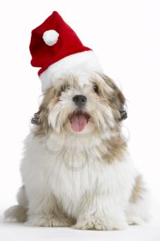 Royalty Free Photo of a Lhasa Apso in a Santa Hat