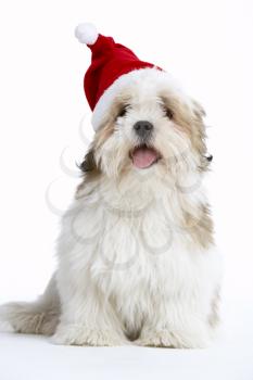 Royalty Free Photo of a Lhasa Apso in a Santa Hat