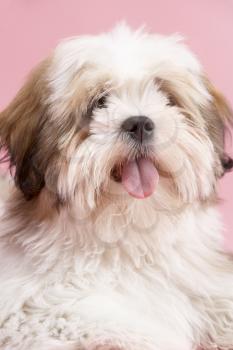 Royalty Free Photo of a Lhasa Apso