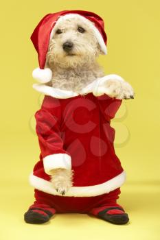 Royalty Free Photo of a Small Dog in a Santa Suit