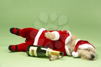 Royalty Free Photo of a Small Dog in a Santa Suit With a Wine Bottle