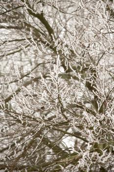 Royalty Free Photo of Snow and Ice on Branches