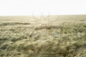 Royalty Free Photo of a Wheat Field