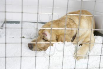 Royalty Free Photo of a Dog in a Kennel