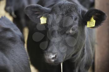 Royalty Free Photo of a Calf in a Barn