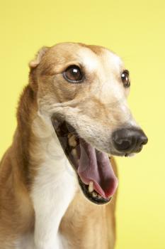 Royalty Free Photo of a Greyhound