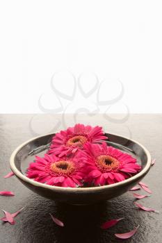 Flower heads in bowl of water