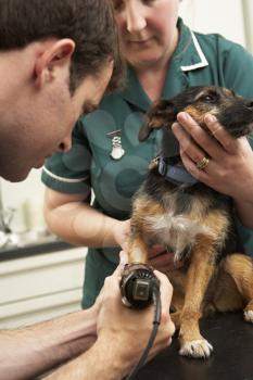 Male Veterinary Surgeon And Nurse Examining Dog In Surgery