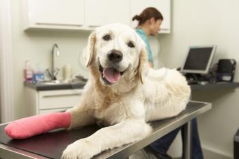 Female Veterinary Surgeon Treating Dog In Surgery