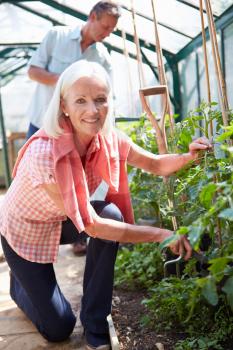 Middle Aged Couple Looking After Tomato Plants In Greenhouse