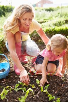 Mother And Daughter Planting Seedlings On Allotment