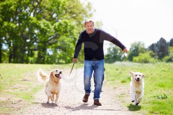 Man Exercising Dogs On Countryside Walk