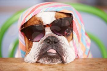 Sad Looking British Bulldog Wearing Sunglasses And Headscarf