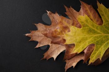Three shades of autumn leaves arranged on a black background