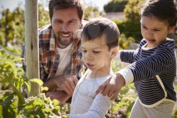 Father And Children Looking At Tomatoes Growing On Allotment