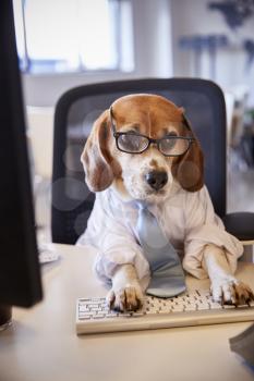 Beagle Dressed As Businessman Works At Desk On Computer