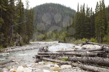 River Running Through Wooded Valley Between Mountains In Alaska With Fallen Trees