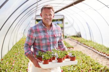 Portrait Of Mature Man Working In Garden Center Greenhouse Holding Tray Of Seedlings In Pots