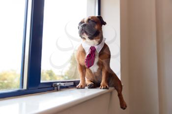 Bulldog Puppy Dressed As Businessman Wearing Collar And Tie Looking Out Of Office Window