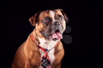 Studio Portrait Of Bulldog Puppy Wearing Tie Against Black Background