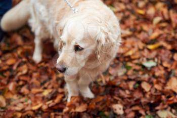 Close Up Of Pet Golden Retriever Dog On Walk Along Autumn Woodland Path Through Leaves