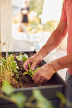 Close Up Of Senior Man Planting Plants Into Wooden Garden Planter At Home