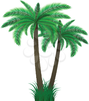Detailed illustration of two palm trees in grass