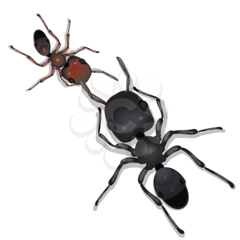 Royalty Free Clipart Image of Two Worker Ants
