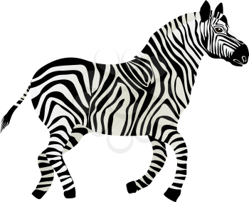 Illustration of a running zebra over white background