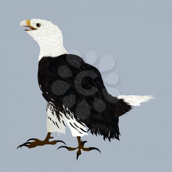 Illustration of an american eagle