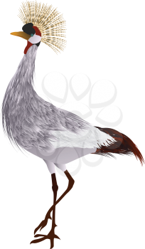Grey crowned crane against white background